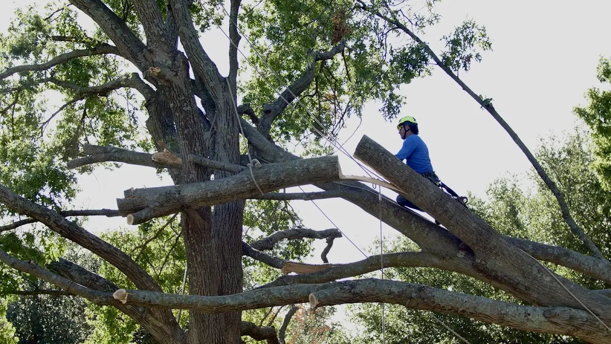 Professional Crown Thinning performed by certified arborists in Karlsruhe