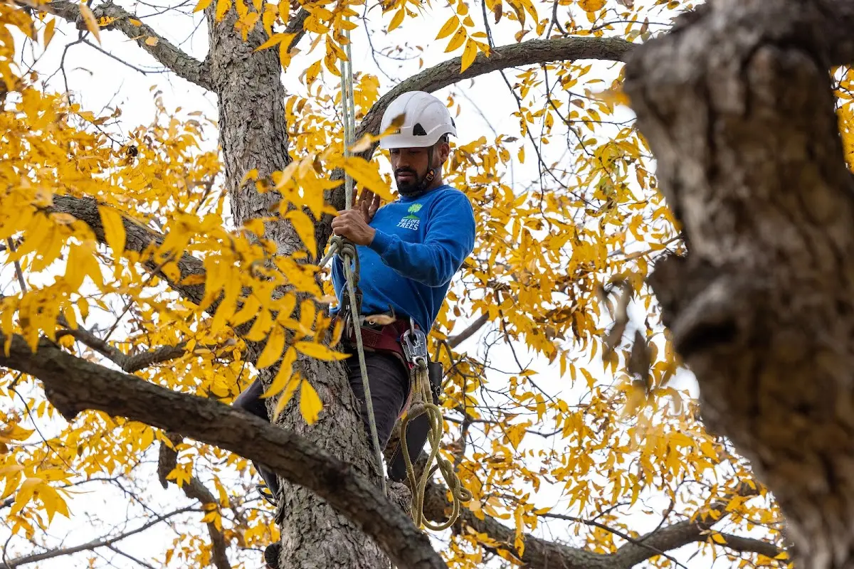 Skilled Tree Pruning crew working in Karlsruhe